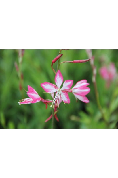 Гаура ’Rosy Jane’ з біло-рожевими квітами